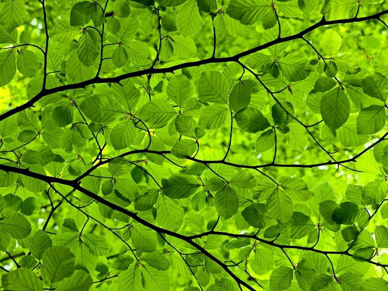 Green Leaves on Branches — Serene, Summer