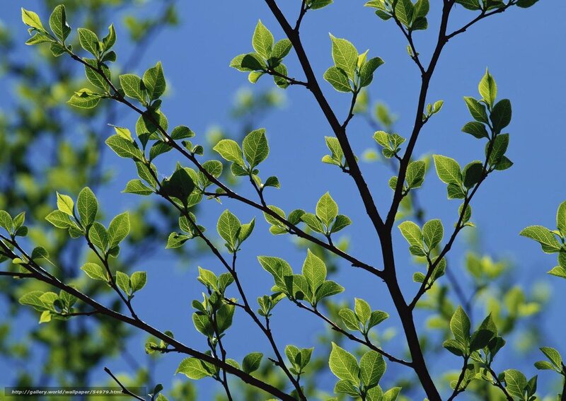 Green Leaves on Branches — Serene