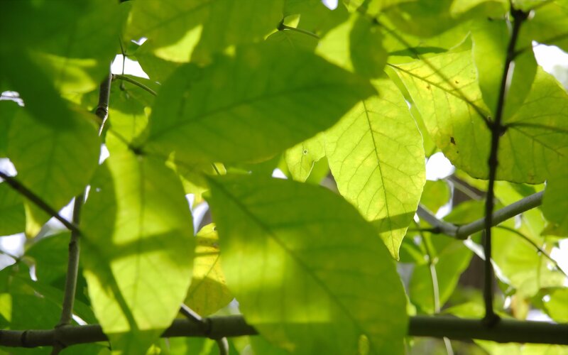Green Leaves on Branches — Serene, Yellow