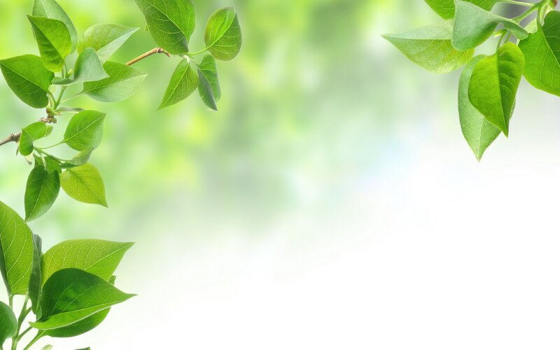 Green Leaves on Branches — Spring, White