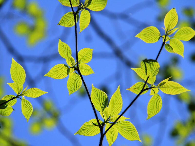 Green Leaves on Branches