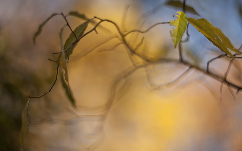 Green Leaves on Branches — Yellow