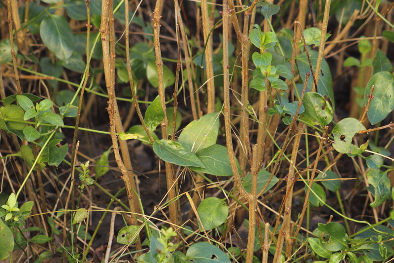 Green Leaves on Brown Stems