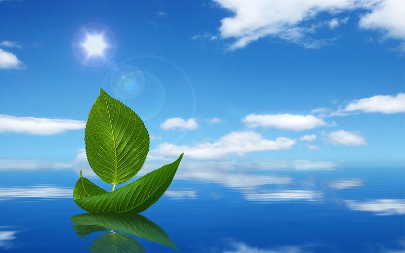 green leaves on calm water