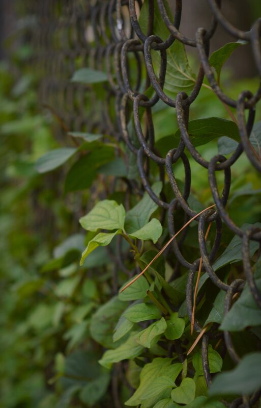 Green Leaves on Chain-link Fence