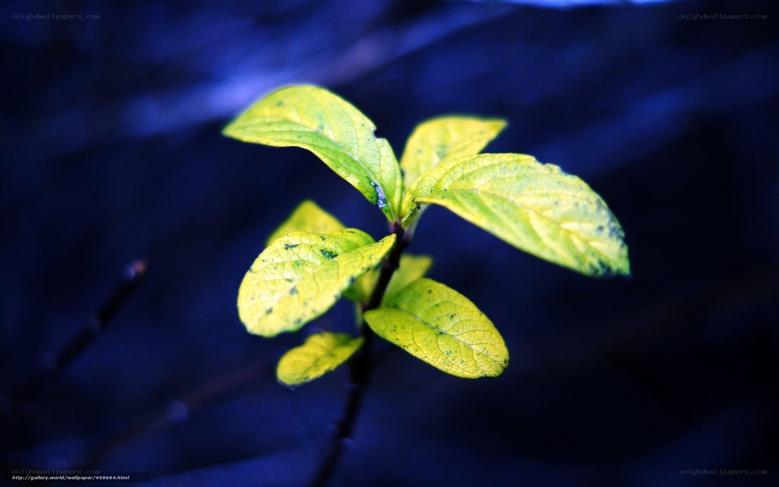 green leaves on dark background