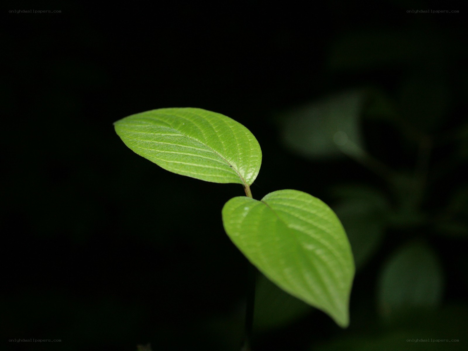 green leaves on dark background