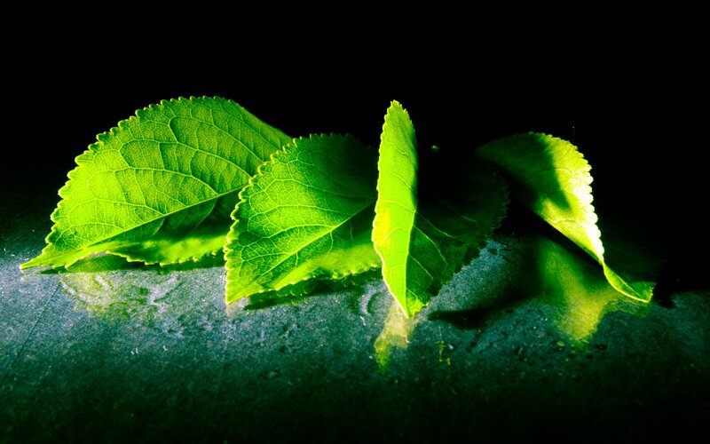 Green Leaves on Dark Surface — Dramatic