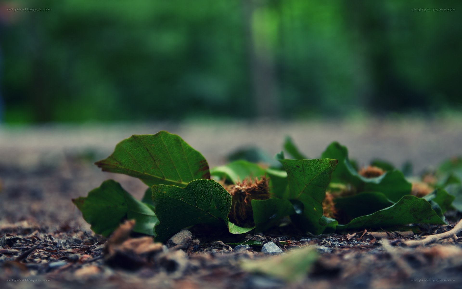 green leaves on forest floor