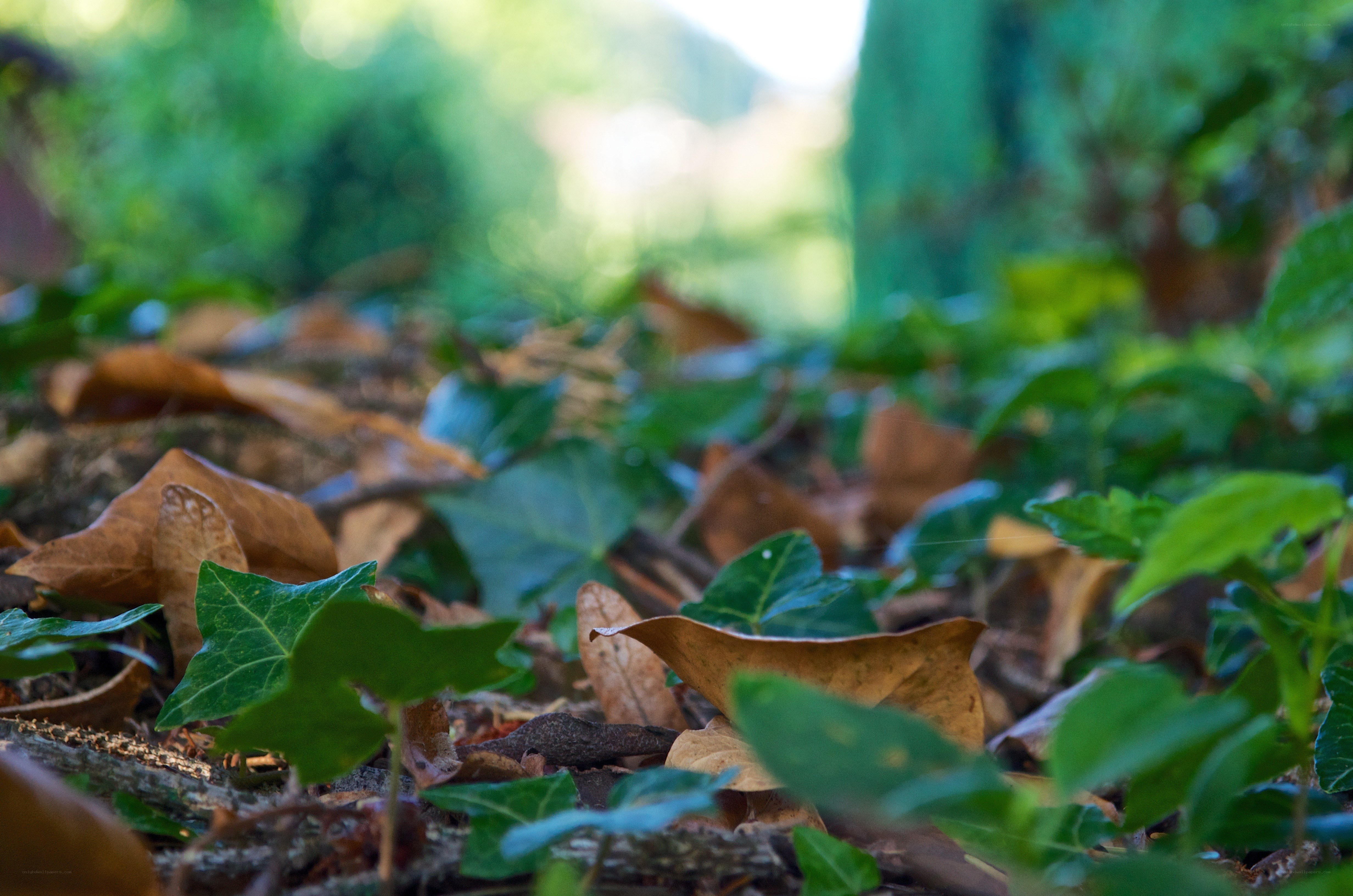 green leaves on forest floor