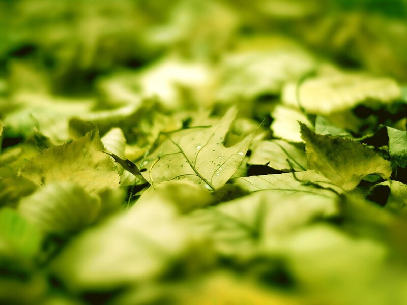 green leaves on forest floor