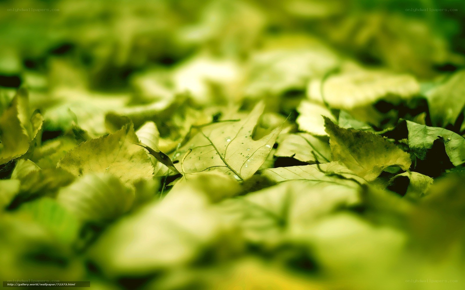 green leaves on forest floor