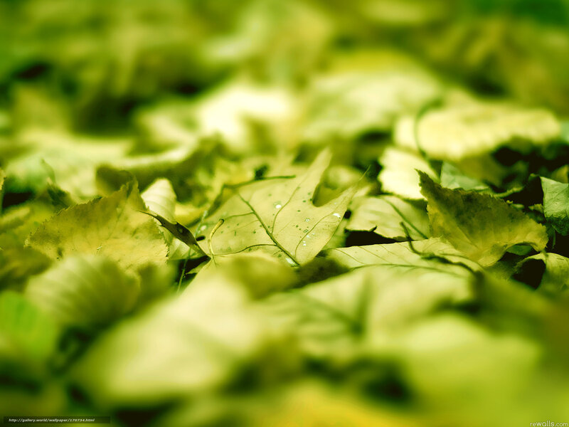 Green Leaves on Ground — Calm