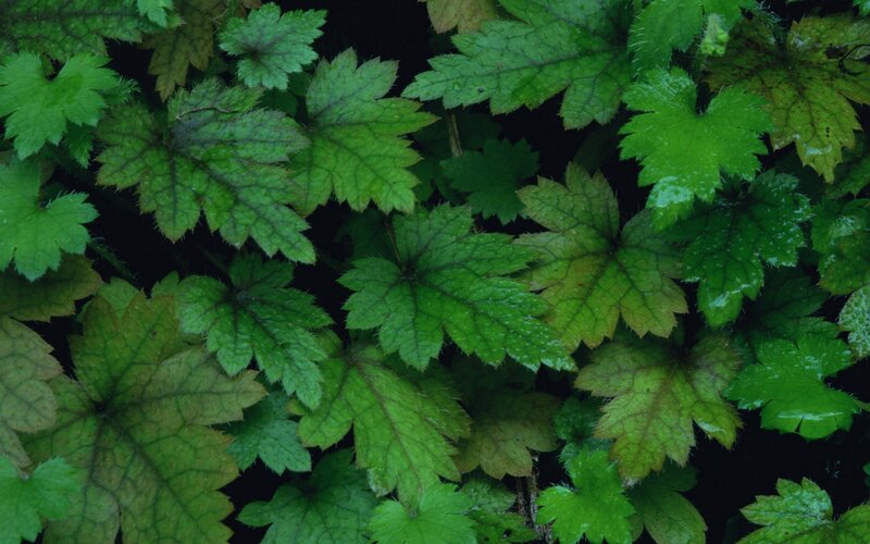 Green Leaves on Ground — Natural, Photograph