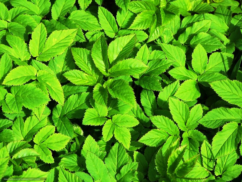 Green Leaves on Ground — Natural