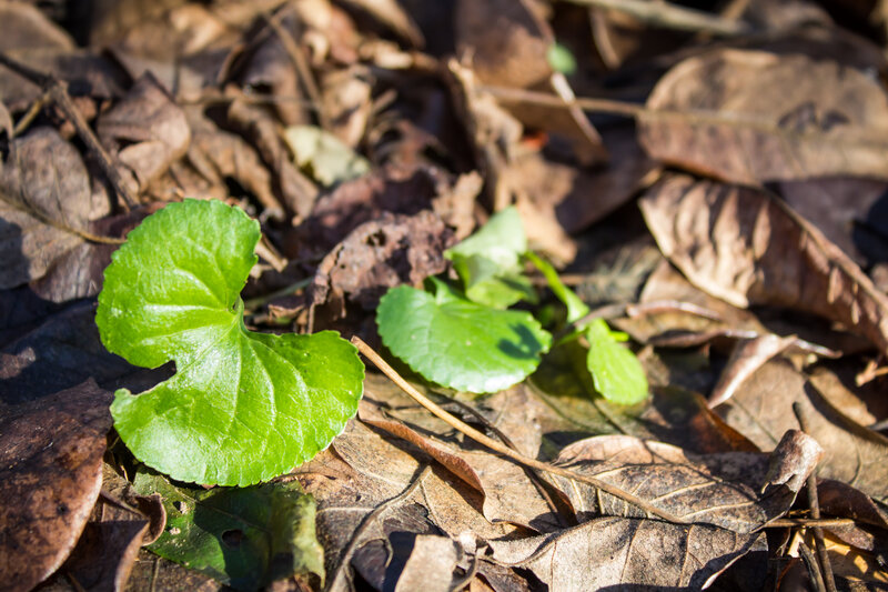 Green Leaves on Ground — Serene