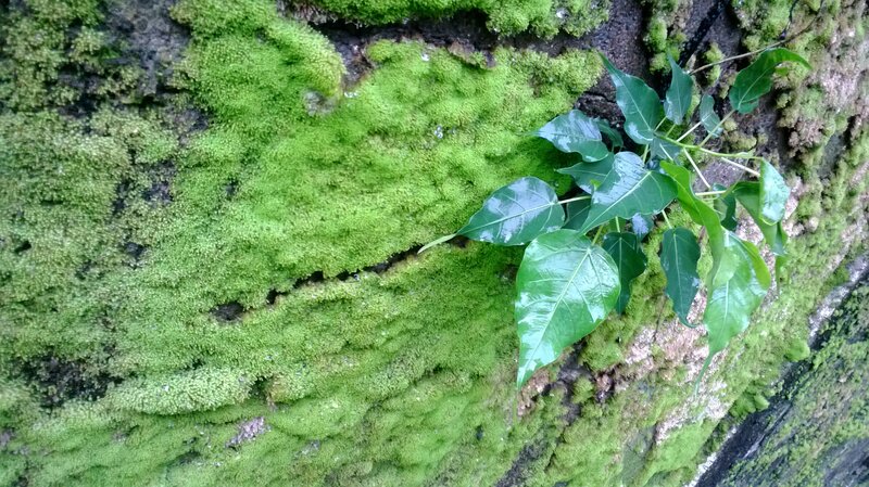 Green Leaves on Mossy Wall