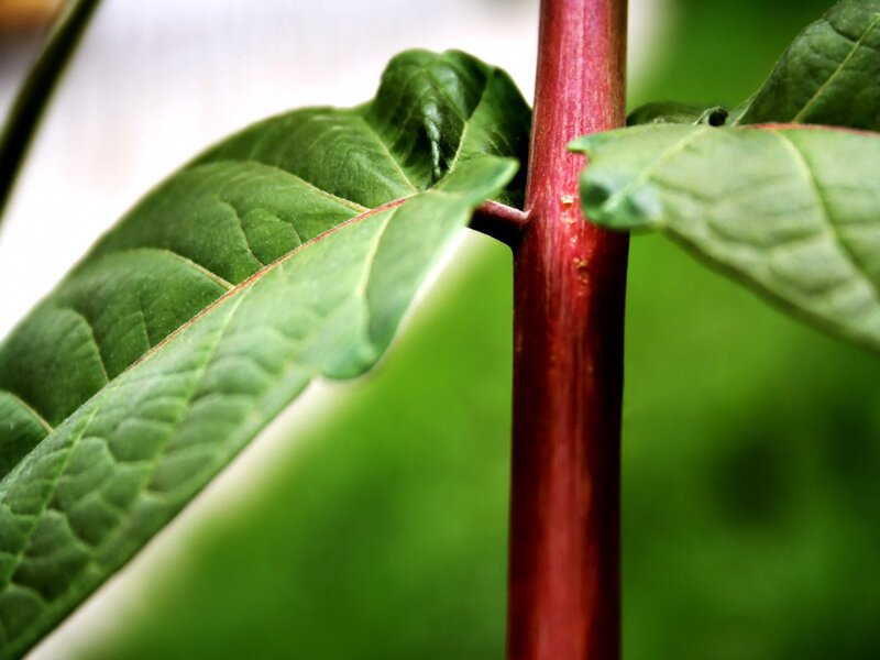 Green Leaves on Red Stem