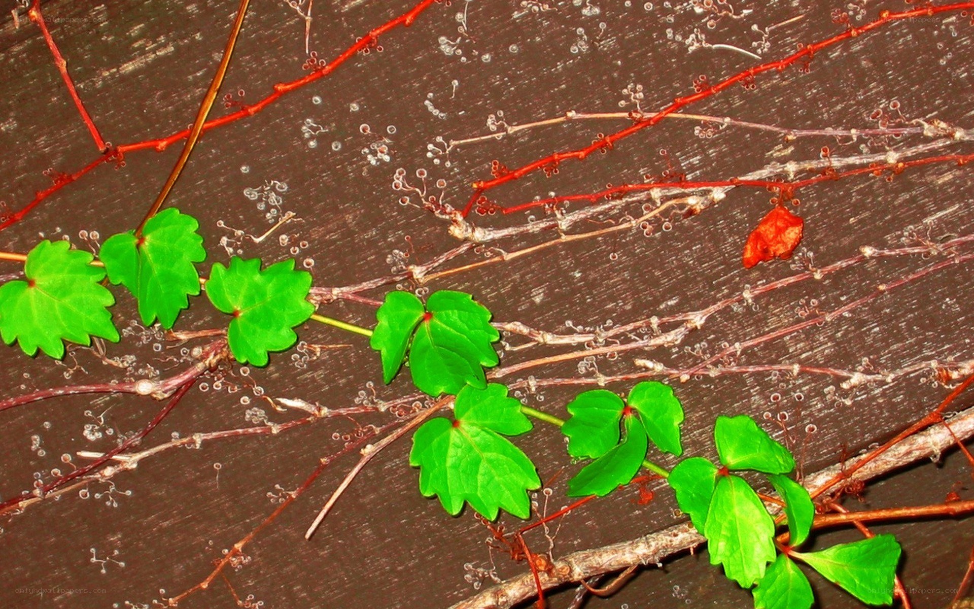 green leaves on red vines
