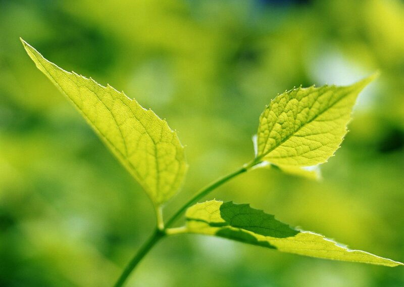 Green Leaves on Stem