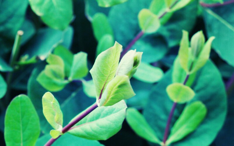 Green Leaves on Stems — Calm