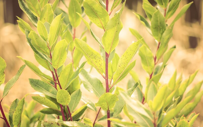 Green Leaves on Stems