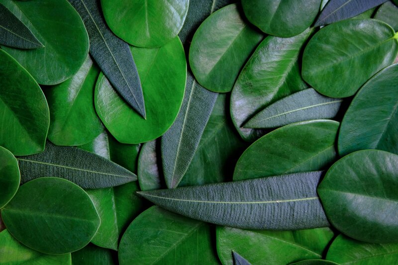 Green Leaves on Surface — Calm