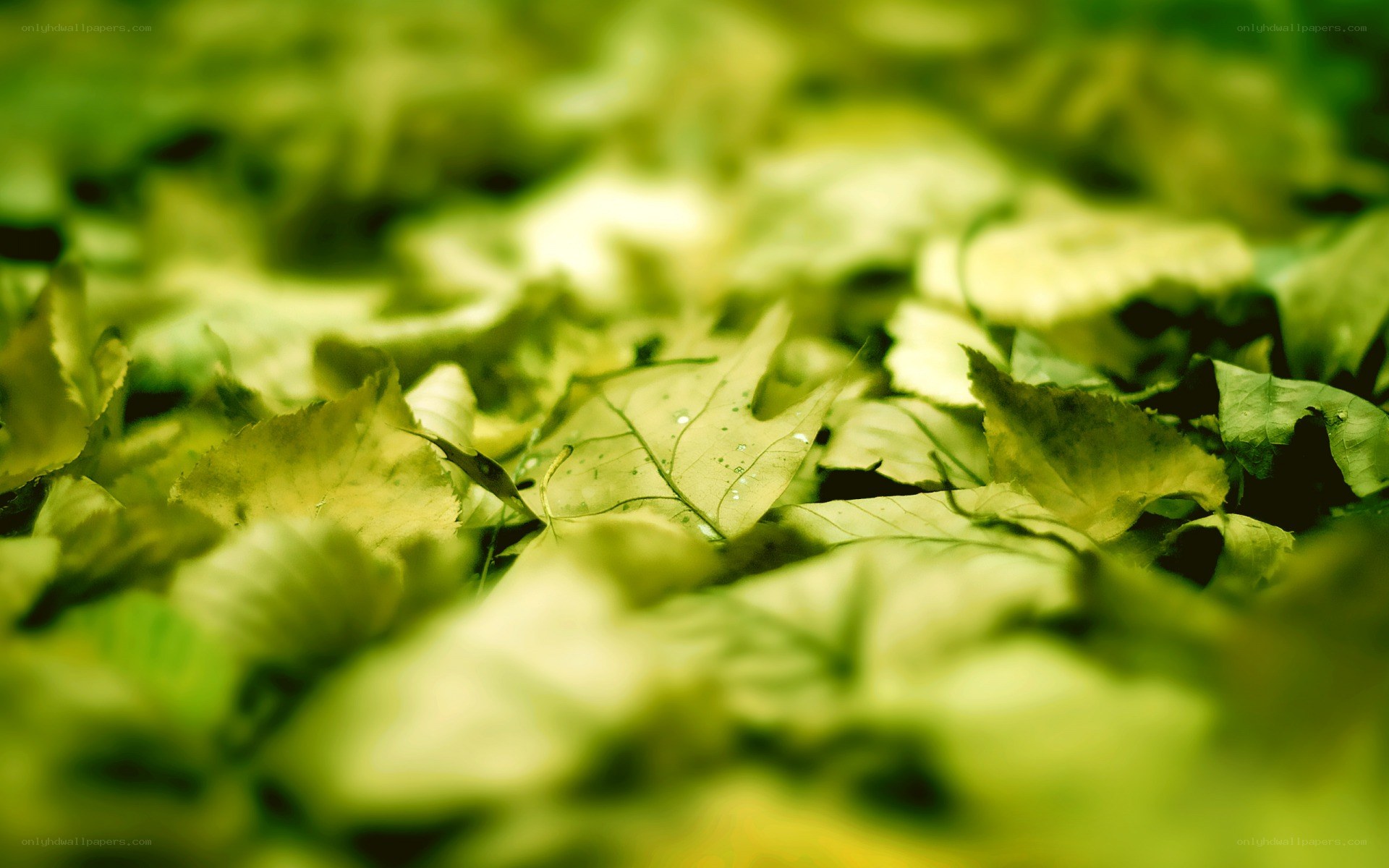 green leaves on the ground