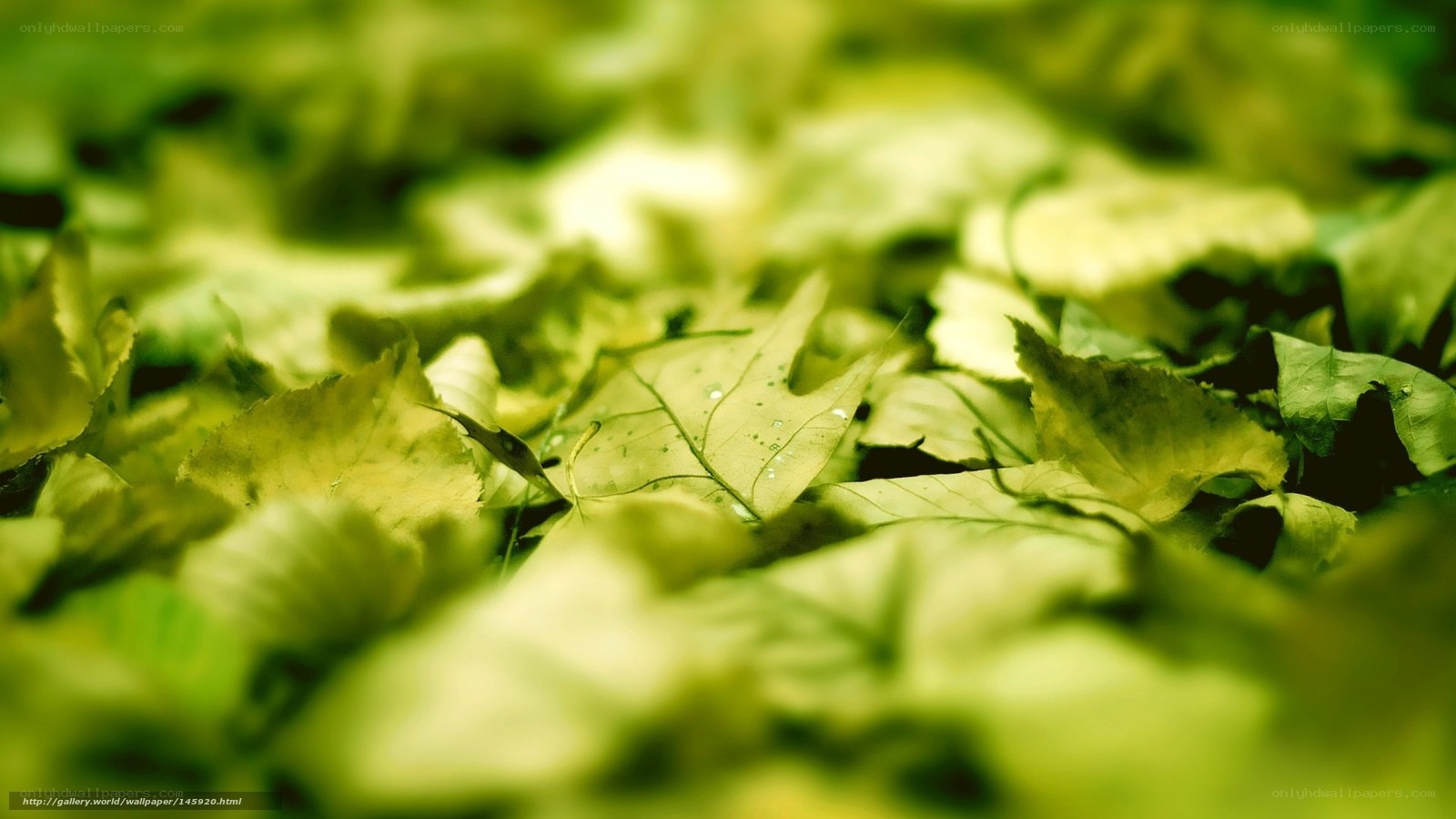green leaves on the ground