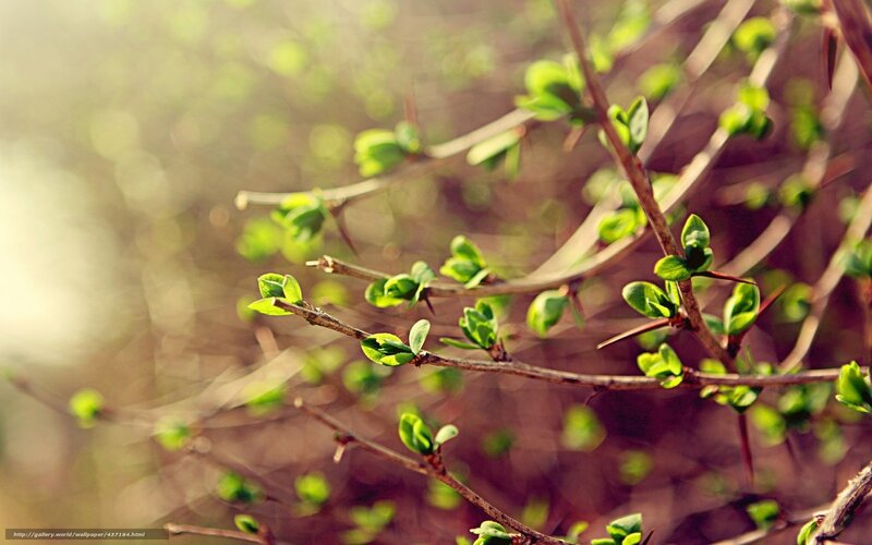 Green Leaves on Thorny Branches