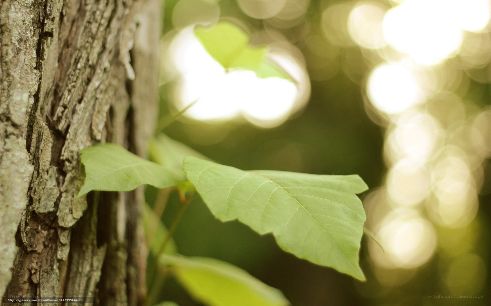 green leaves on tree bark