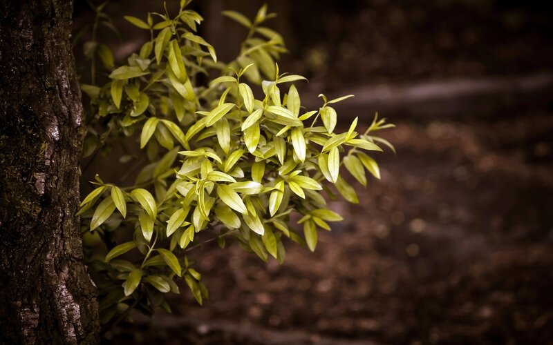 green leaves on tree branch