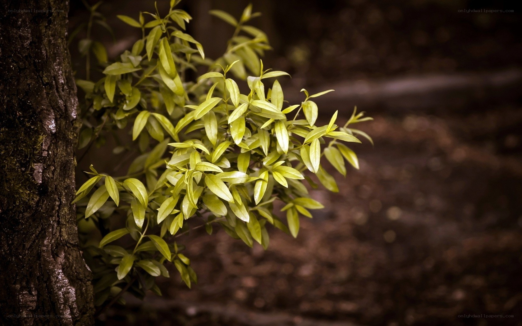 green leaves on tree branch