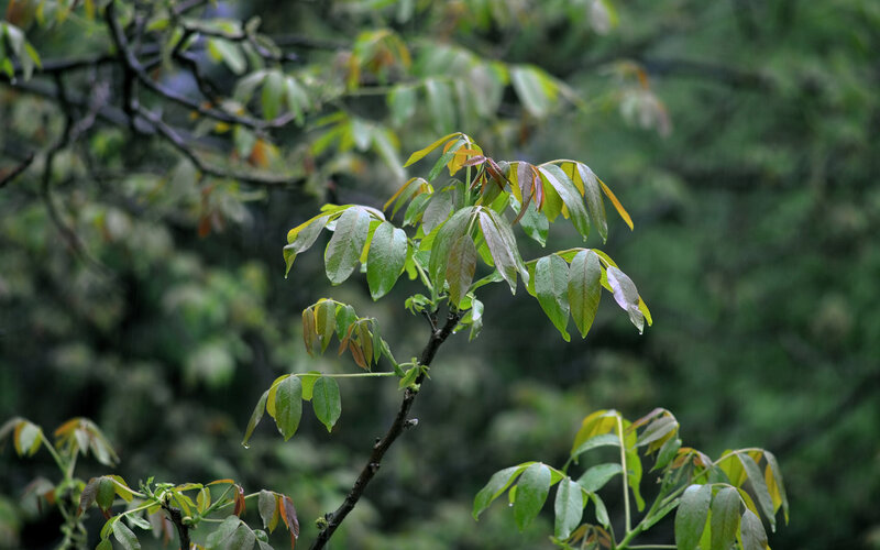 Green Leaves on Tree Branch — Calm