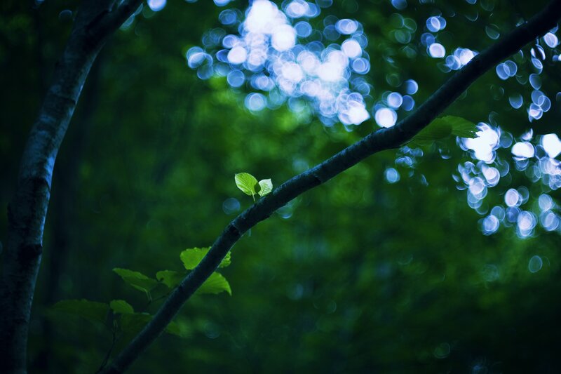 Green Leaves on Tree Branch — Serene, Night, Photograph
