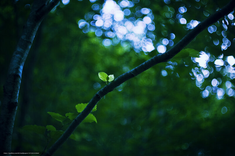 Green Leaves on Tree Branch — Serene, Night