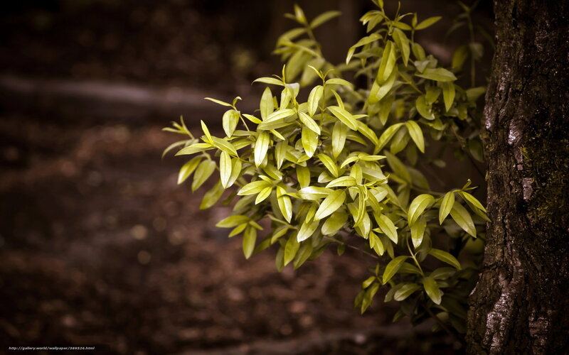 Green Leaves on Tree Branch — Serene, Photograph