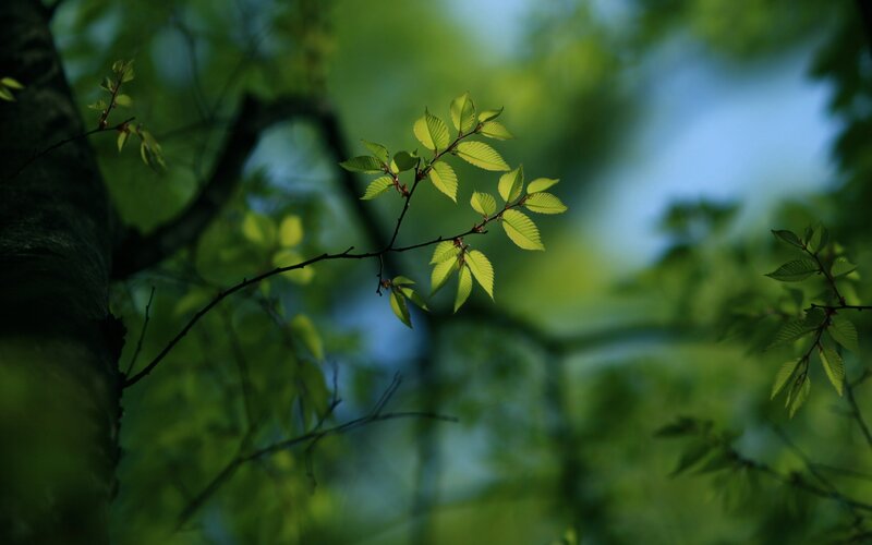 Green Leaves on Tree Branch — Serene, Spring, Photograph