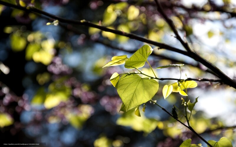 Green Leaves on Tree Branch — Serene, Spring