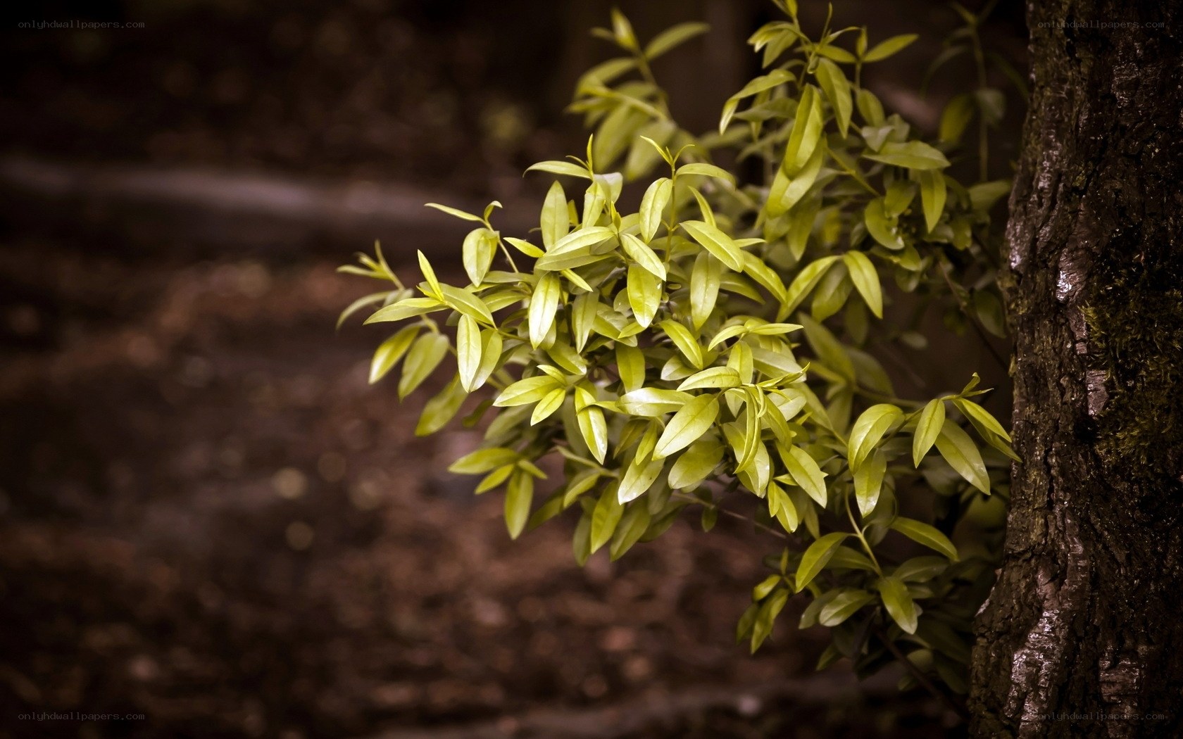 green leaves on tree branch