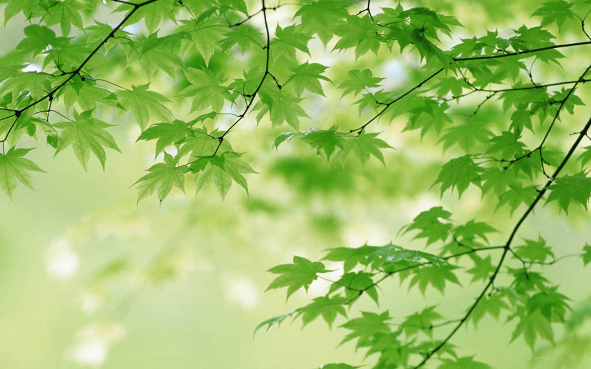 green leaves on tree branches