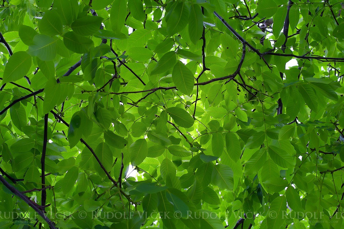 green leaves on tree branches