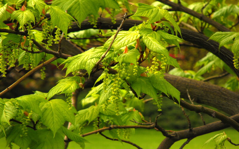 green leaves on tree branches