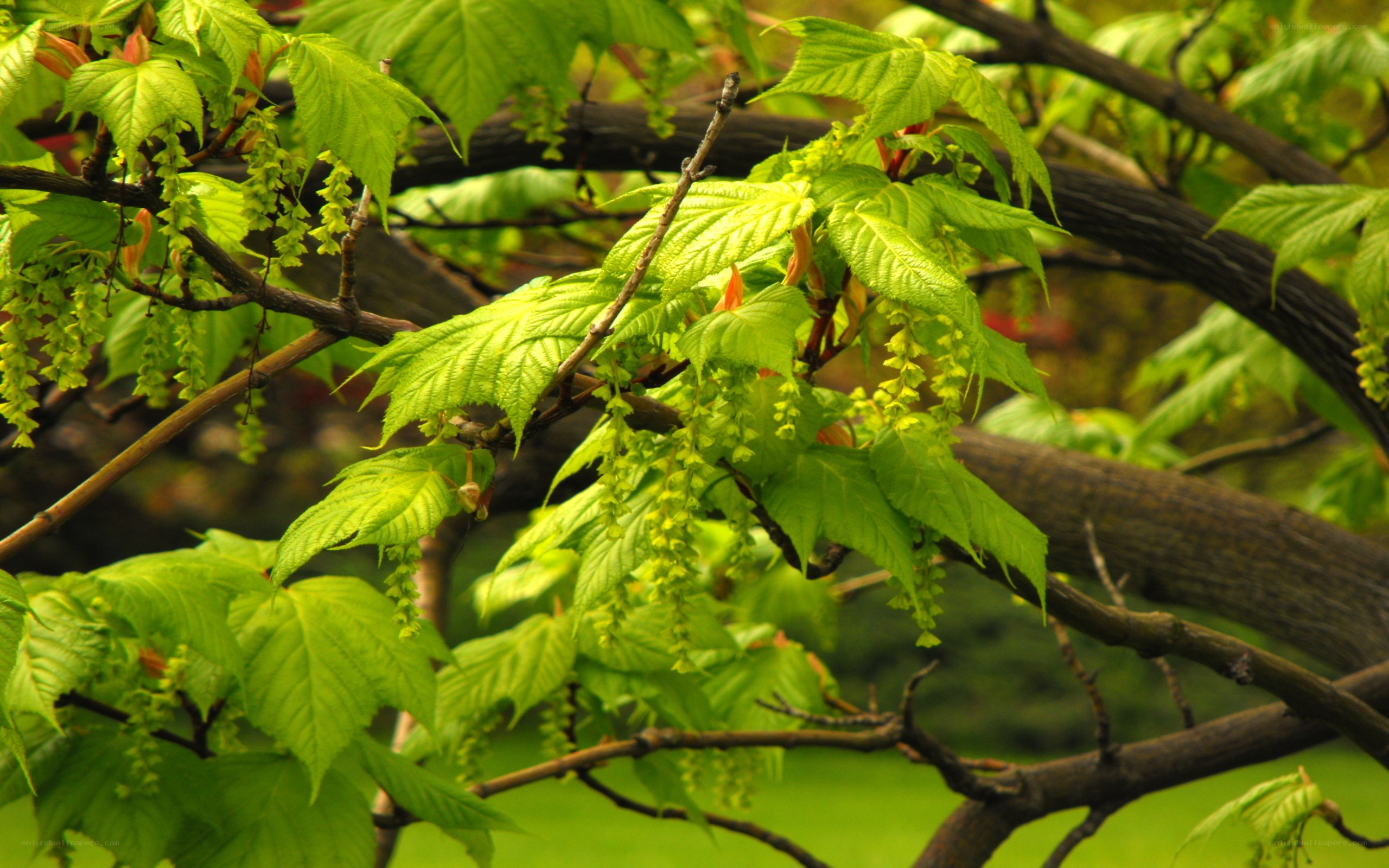 green leaves on tree branches