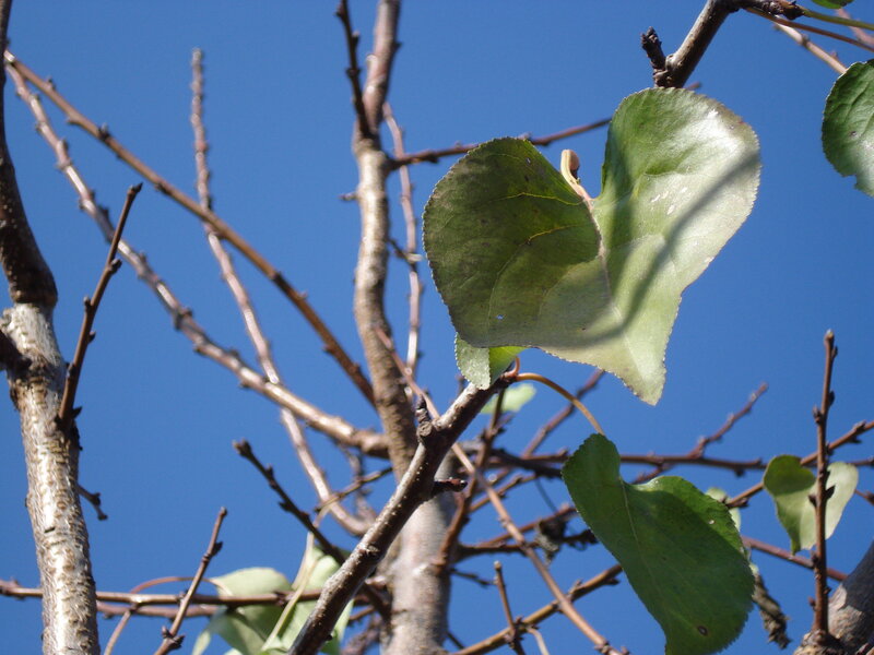 Green Leaves on Tree Branches — Blue