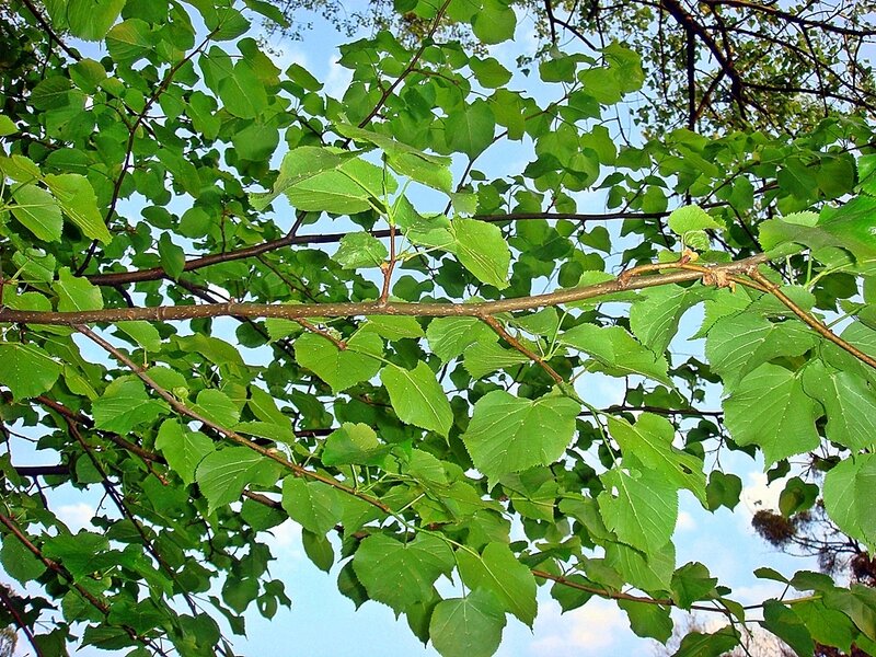 Green Leaves on Tree Branches — Calm