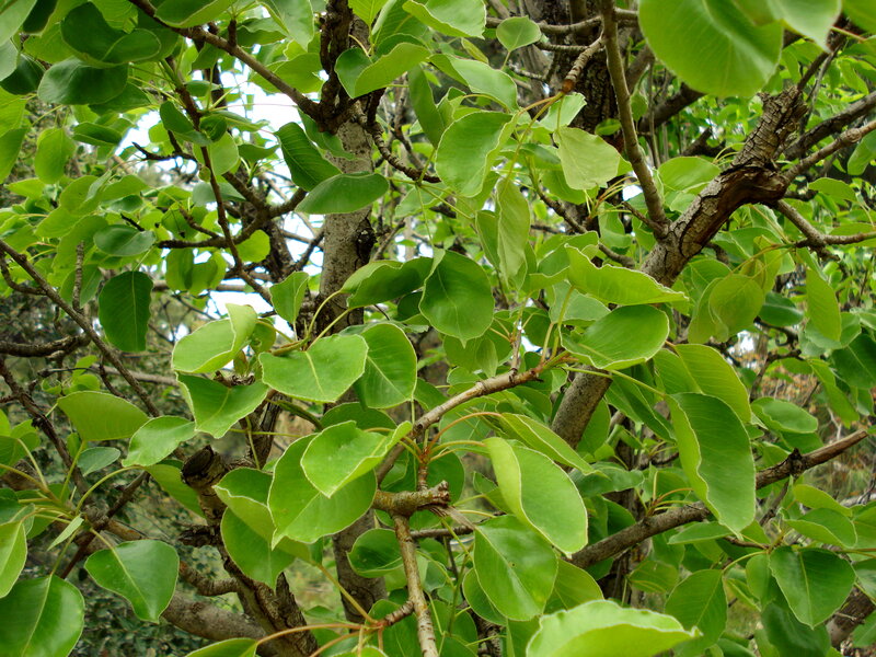 Green Leaves on Tree Branches — Natural