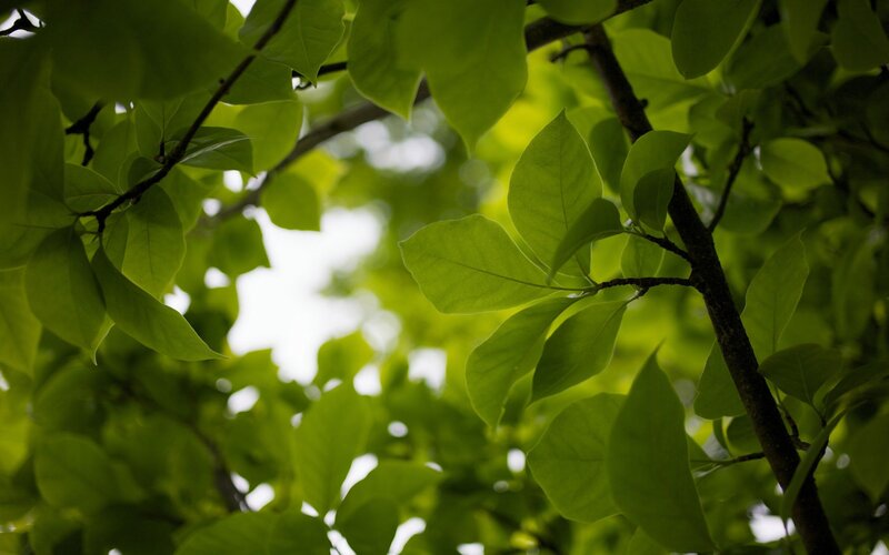 Green Leaves on Tree Branches — Serene, Afternoon, Photograph, Sky, Black