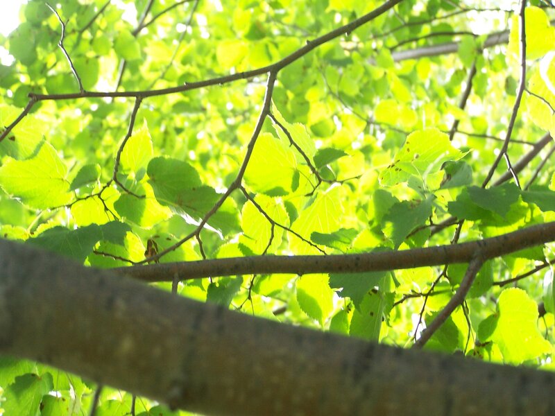 Green Leaves on Tree Branches — Serene, Afternoon, Photograph, Sunlight, Brown