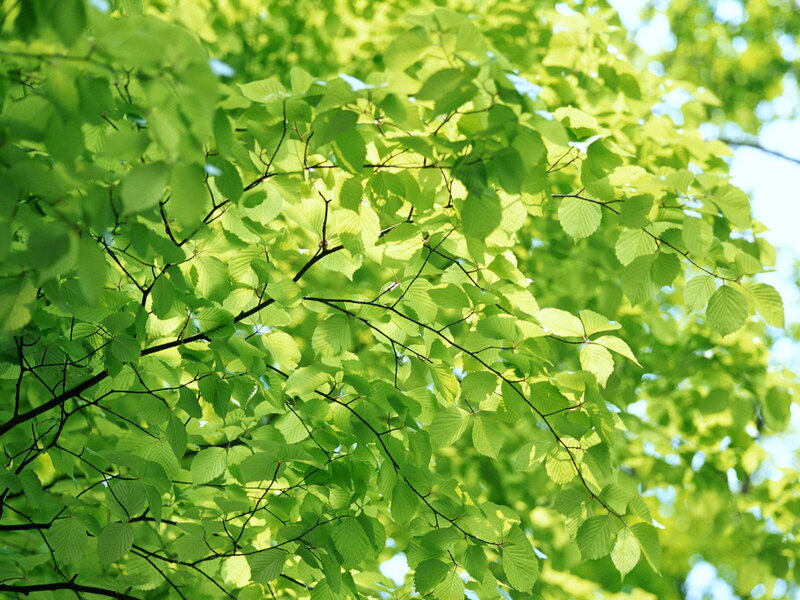 Green Leaves on Tree Branches — Serene, Afternoon, Photograph